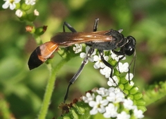 Ammophila placida