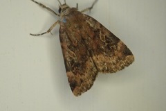 Cryptocala acadiensis