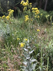 Senecio halimifolius