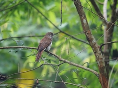 Cacomantis variolosus sepulcralis