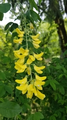 Laburnum anagyroides