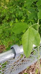 Laburnum anagyroides