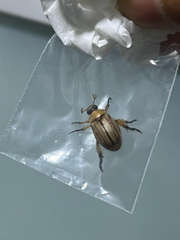 Anomala pallida