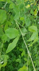 Laburnum anagyroides