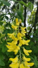 Laburnum anagyroides