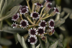 Linochilus costaricensis