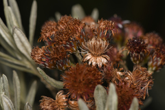 Linochilus costaricensis