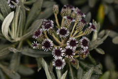 Linochilus costaricensis