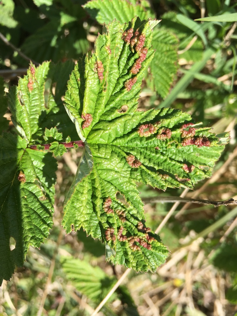Dasineura engstfeldi