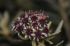 Linochilus costaricensis