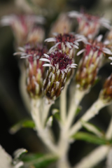 Linochilus costaricensis