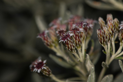 Linochilus costaricensis
