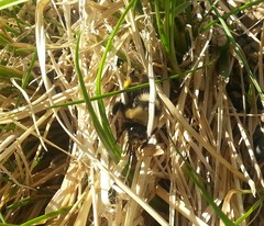Bombus mckayi