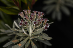 Linochilus costaricensis