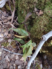 Elaphoglossum paleaceum