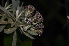 Linochilus costaricensis