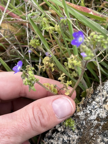 Eastwood's baby blue eyes (Nemophila pulchella)
