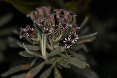 Linochilus costaricensis