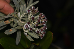 Linochilus costaricensis