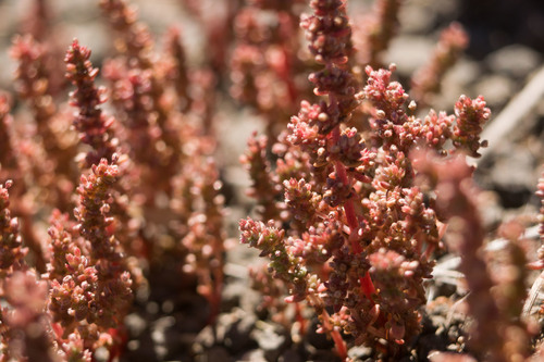 Crassula sieberiana, 2022-03-04