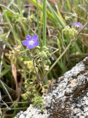 Nemophila pulchella