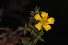 Hypericum irazuense