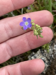 Nemophila pulchella