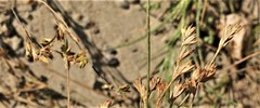 Juncus ranarius
