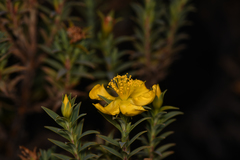 Hypericum irazuense