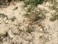 Juncus ranarius