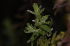 Castilleja quirosii