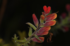 Castilleja quirosii