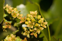 Santalum paniculatum