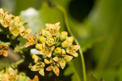 Santalum paniculatum