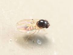 Mycodrosophila