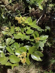 Santalum paniculatum