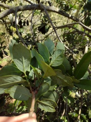 Santalum paniculatum
