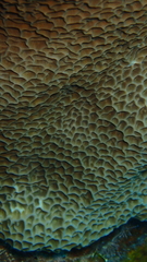 Gardineroseris planulata