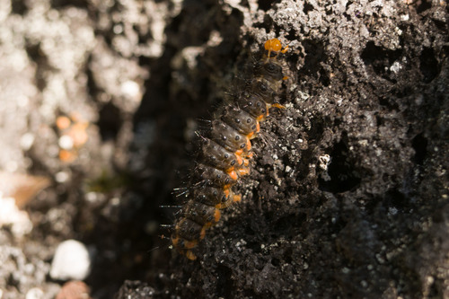 Madagascan fireweed moth photo 4