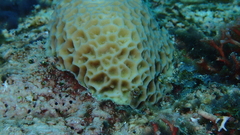 Gardineroseris planulata