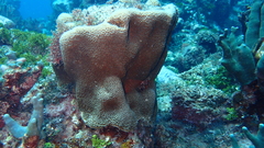 Gardineroseris planulata