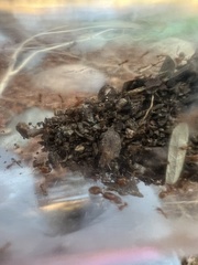 Pheidole cerebrosior