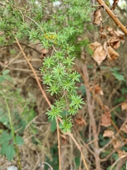 Kunzea serotina