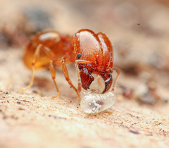 Pheidole cerebrosior