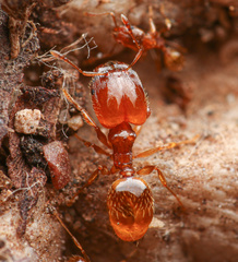 Pheidole cerebrosior