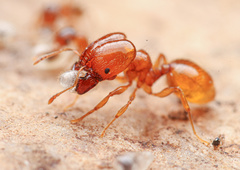 Pheidole cerebrosior