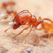 Pheidole cerebrosior - Photo (c) mason_s, some rights reserved (CC BY-NC)