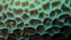 Gardineroseris planulata