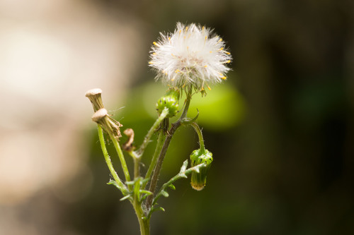 Senecio sylvaticus observed 2022-03-04