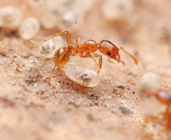 Pheidole cerebrosior